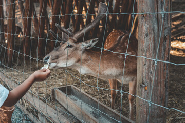 Child’s hand feeds fallow deer with velvety antlers through wire fence at wildlife park...