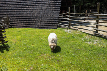Curly-coated sheep grazing on lush alpine pasture beside split-rail fence and steep wooden barn...
