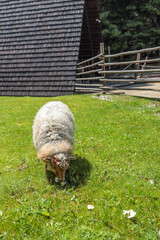 Curly-coated sheep grazing on lush alpine pasture beside split-rail fence and steep wooden barn...