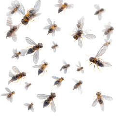 Swarm of flying ants in various angles, aerial view simulation, translucent wings with motion blur, individual insect detail preserved, white-to-transparent background, commercial design setting