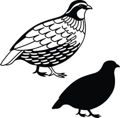 Detailed Quail Design Vector Illustration  
