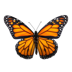 Fototapeta premium Symmetrical monarch butterfly with bright orange and black wings, realistic scale, wings fully extended, isolated on white-transparent background, high detail macro capture