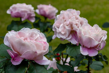 旧古河庭園　百花繚乱のブランド薔薇