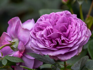 旧古河庭園　百花繚乱のブランド薔薇