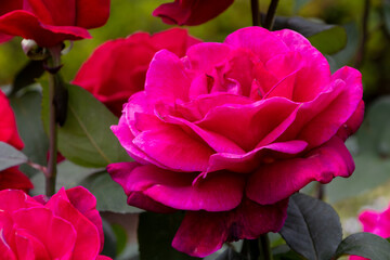 旧古河庭園　百花繚乱のブランド薔薇