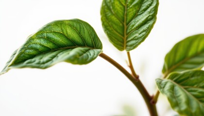 Fototapeta premium Fresh Green Leaves on Branch