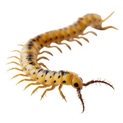 Fototapeta premium Yellow centipede crawling sideways, curved body with visible segmented legs, high-detail texture with subtle shadows, macro realism, isolated 8K PNG with transparent background