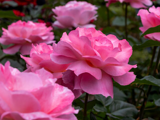 旧古河庭園　百花繚乱のブランド薔薇