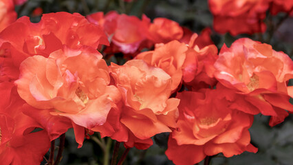 旧古河庭園　百花繚乱のブランド薔薇