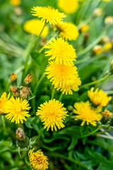 A clump of yellow dandelions growing on a pasture, 
yellow dandelions in a meadow 