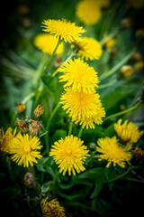 A clump of yellow dandelions growing on a pasture, 
yellow dandelions in a meadow 