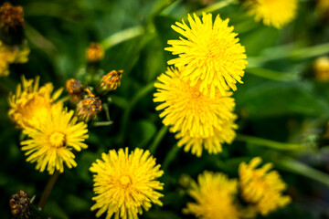 A clump of yellow dandelions growing on a pasture, 
yellow dandelions in a meadow 