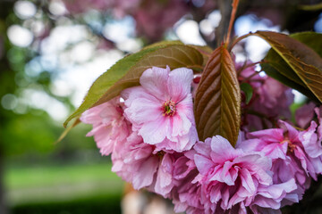 Sakura flowers . Spring sakura trees with pink flowers.