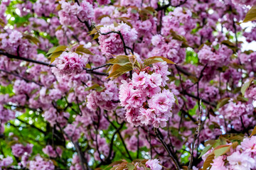 Sakura flowers . Spring sakura trees with pink flowers.