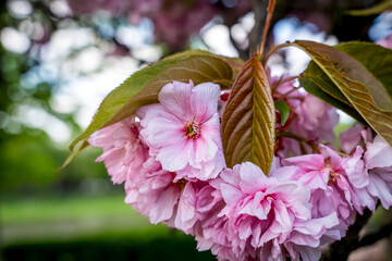 Sakura flowers . Spring sakura trees with pink flowers.