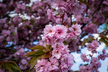 Sakura flowers . Spring sakura trees with pink flowers.