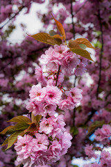 Sakura flowers . Spring sakura trees with pink flowers.