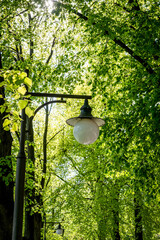 lamps in the Park alley in the spring