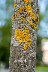 Closeup of a tree bark texture with moss, 
Yellow moss on a tree bark as a background. 