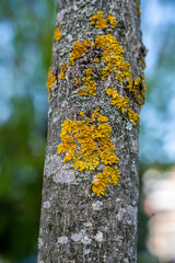 Closeup of a tree bark texture with moss, 
Yellow moss on a tree bark as a background. 