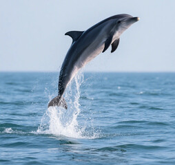 Fototapeta premium A dolphin jumping out of the water.