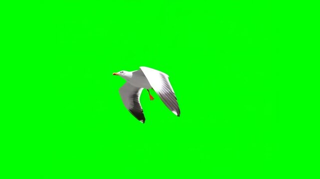 Stabilized flight of sea gull on isolated green screen, chromakey, footage, mockap, loop