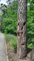 path in a park with a damaged pine tree trunk in the foreground