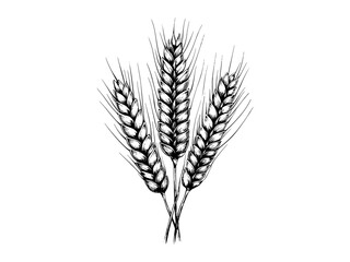 Autumn wheat sheaf vintage engraving, rustic farm illustration in black ink, seasonal harvest decor, old style sketch, hand-drawn botanical motif, trendy farmhouse wall art, rural countryside theme