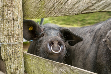 Black Iberian pigs on a farm in the Spanish Pyrenees mountains. © Mazur Travel
