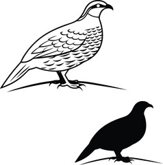 Quail Silhouette in Details Vector Illustration  
