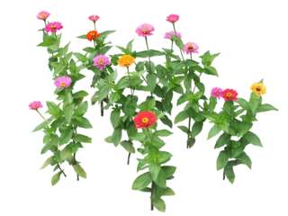 ジニア　6月撮影