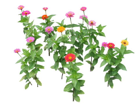 ジニア　6月撮影