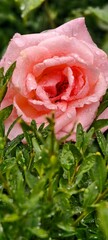 pink rose with water drops