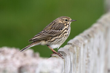 Pipit farlouse,Anthus pratensis, Meadow Pipit