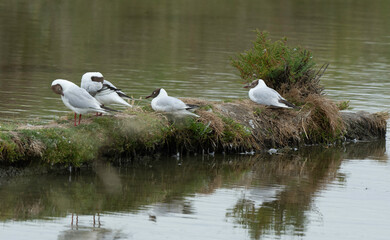 Mouette rieuse, nid,Chroicocephalus ridibundus, Black headed Gull