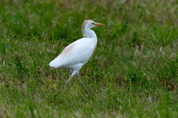 Héron garde boeufs,Bubulcus ibis, Western Cattle Egret