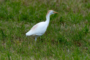 Héron garde boeufs,Bubulcus ibis, Western Cattle Egret