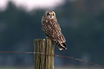 Hibou des marais, Hibou brachyote, Asio flammeus, Short eared Owl, region Pays de Loire; marais...