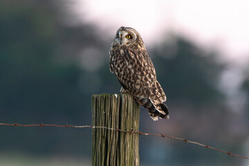 Hibou des marais, Hibou brachyote, Asio flammeus, Short eared Owl, region Pays de Loire; marais...