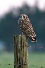 Hibou des marais, Hibou brachyote, Asio flammeus, Short eared Owl, region Pays de Loire; marais Breton; 85, Vendée, Loire Atlantique, France