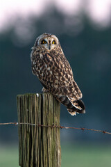 Hibou des marais, Hibou brachyote, Asio flammeus, Short eared Owl, region Pays de Loire; marais...