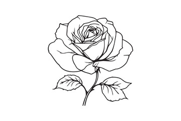 Obraz premium Rose line art and black color