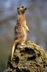 Suricate, Suricate, meerkat, Suricata suricatta, Parc national Kalahari, Afrique du Sud