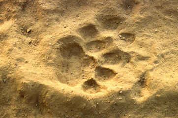 trace, Tigre, Panthera tigris, Parc national de Ranthambore, Rajastan, Inde