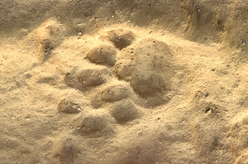 trace, Tigre, Panthera tigris, Parc national de Ranthambore, Rajastan, Inde