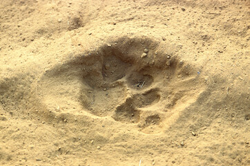 trace, Tigre, Panthera tigris, Parc national de Ranthambore, Rajastan, Inde