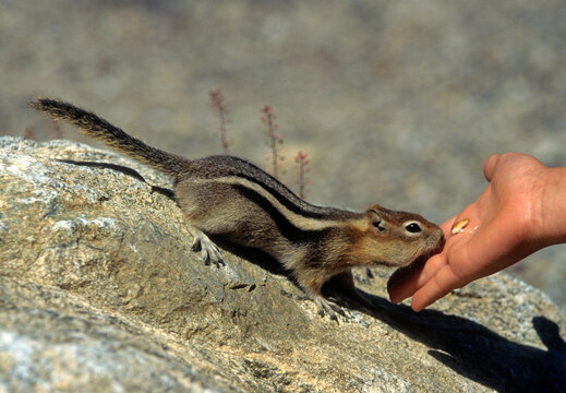 Tamias ray&eacute;, Tamias striatus, USA