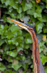 Héron pourpré,
Ardea purpurea, Purple Heron