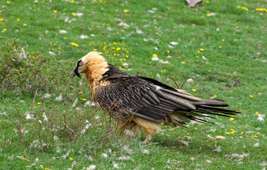 Gypaète barbu, 
Gypaetus barbatus, Bearded Vulture, Pyrénées