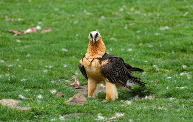 Gypaète barbu, Gypaetus barbatus, Bearded Vulture, Pyrénées